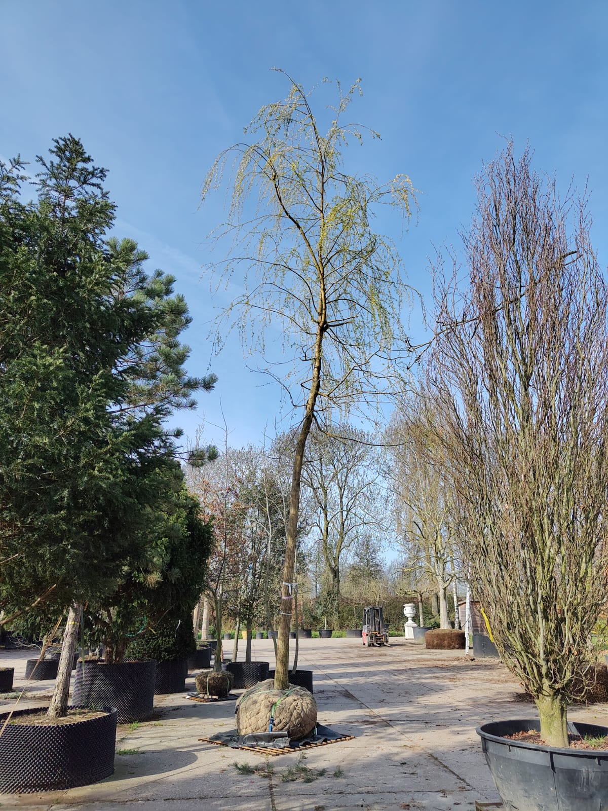 Gele treurwilg | Hoogstam