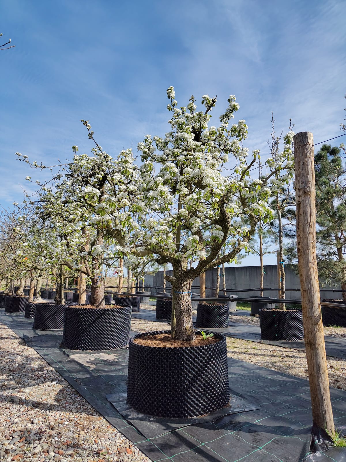 Perenboom 'Conference' | Laagstam