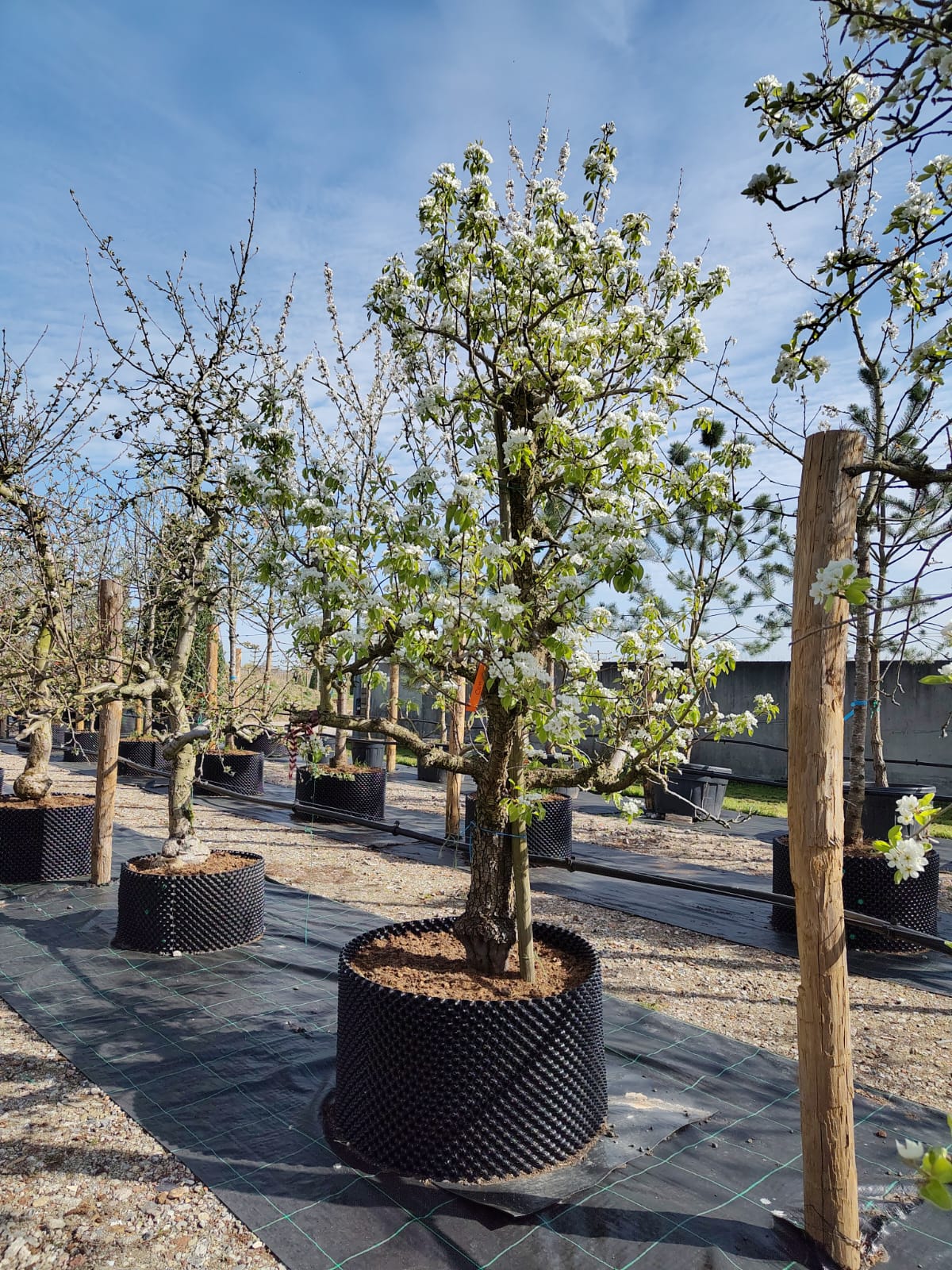 Perenboom 'Conference' | Laagstam