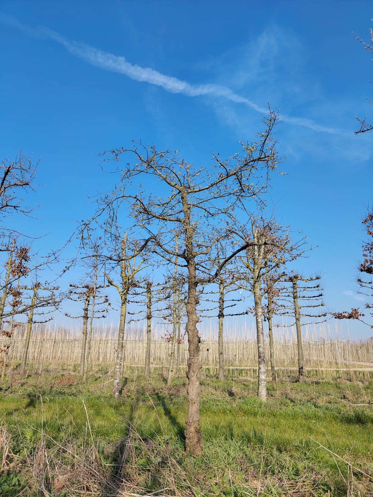 Gele kornoelje | Halfstam