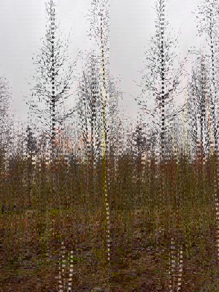 Boomhazelaar | Hoogstam