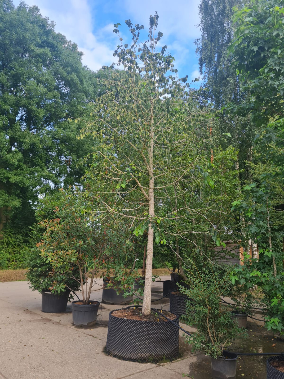 Boomhazelaar | Hoogstam