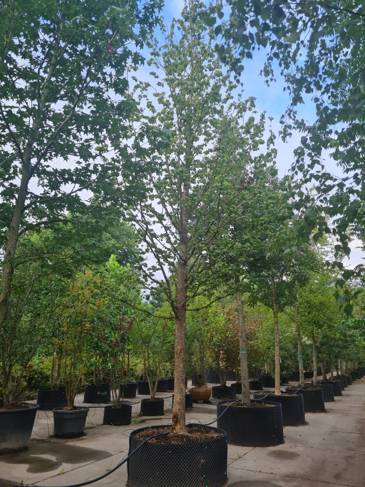 Boomhazelaar | Hoogstam