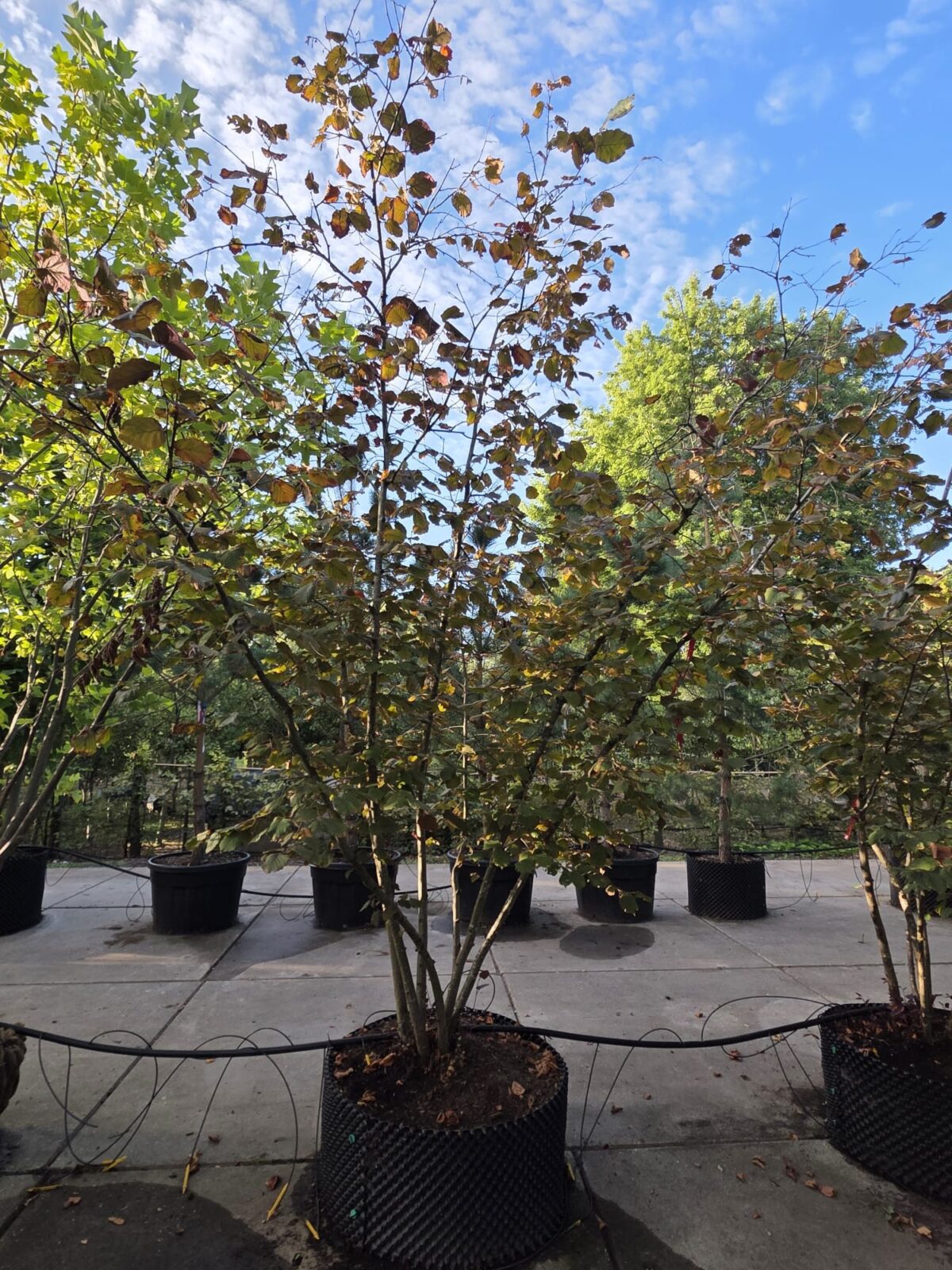 Bruine Hazelaar | Meerstammig