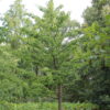 Japanse tempelboom (Ginkgo) | Halfstam