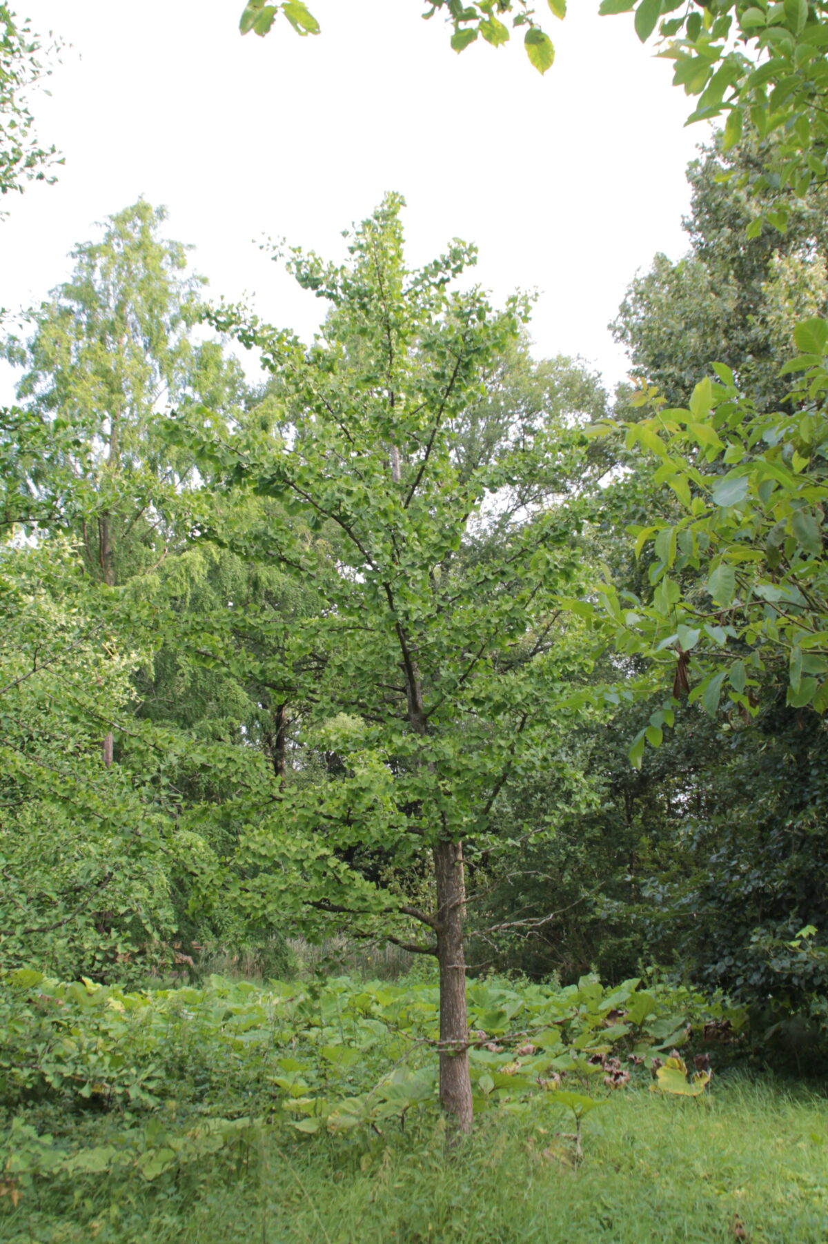 Japanse tempelboom (Ginkgo) | Halfstam