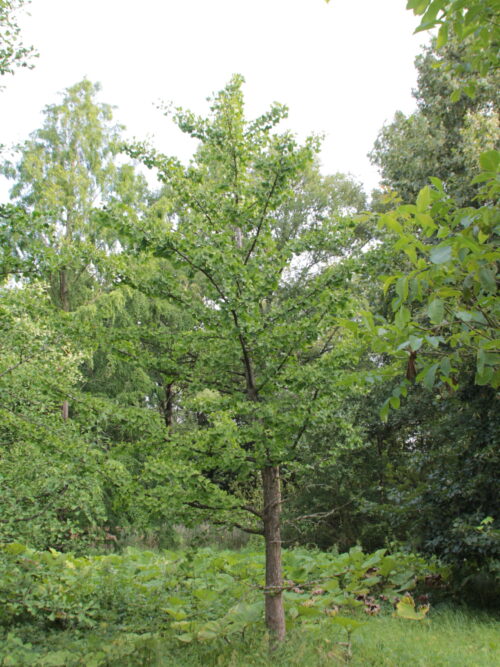 Japanse tempelboom (Ginkgo) | Halfstam