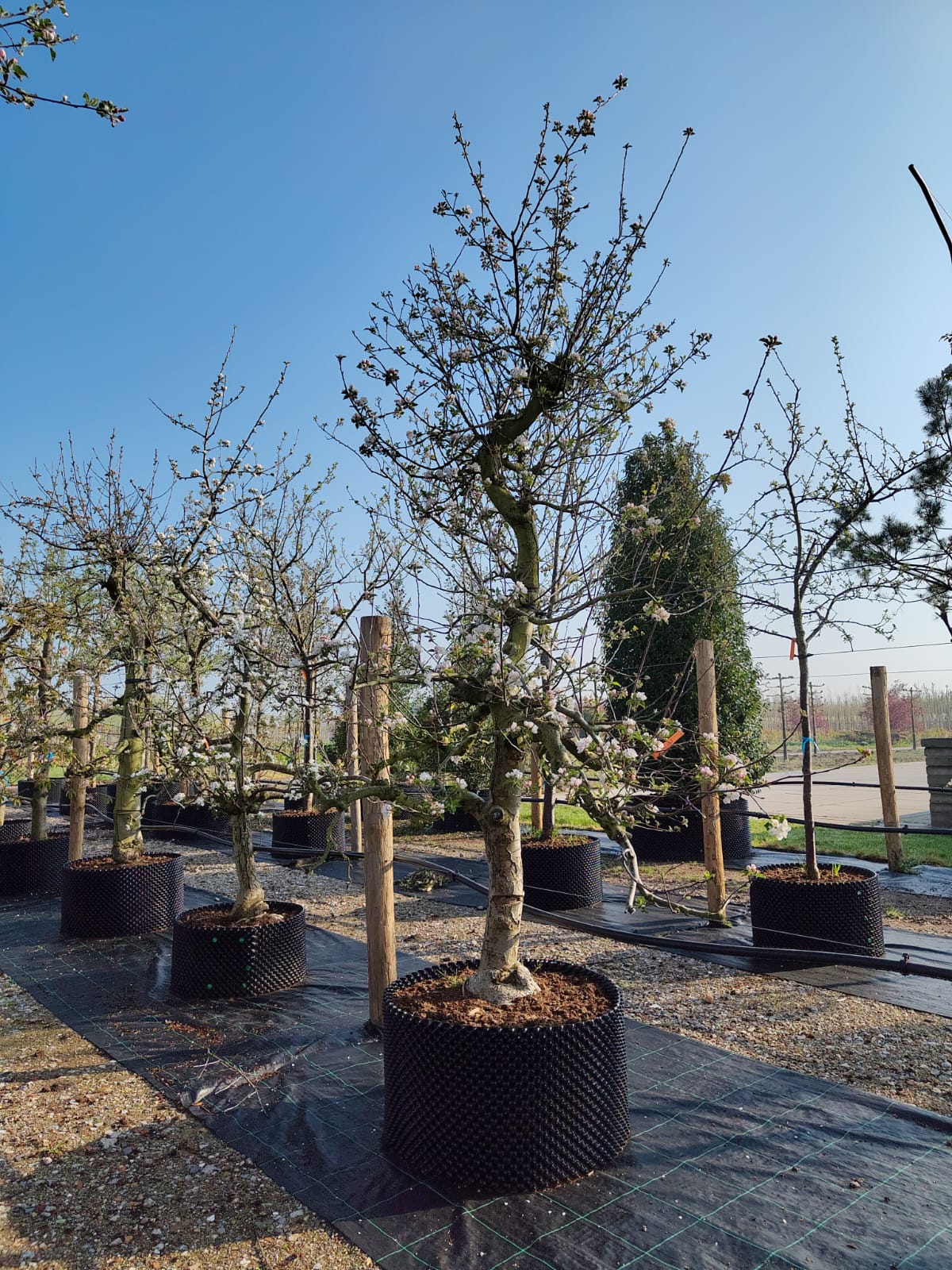 Appelboom 'Goudreinet' | Laagstam