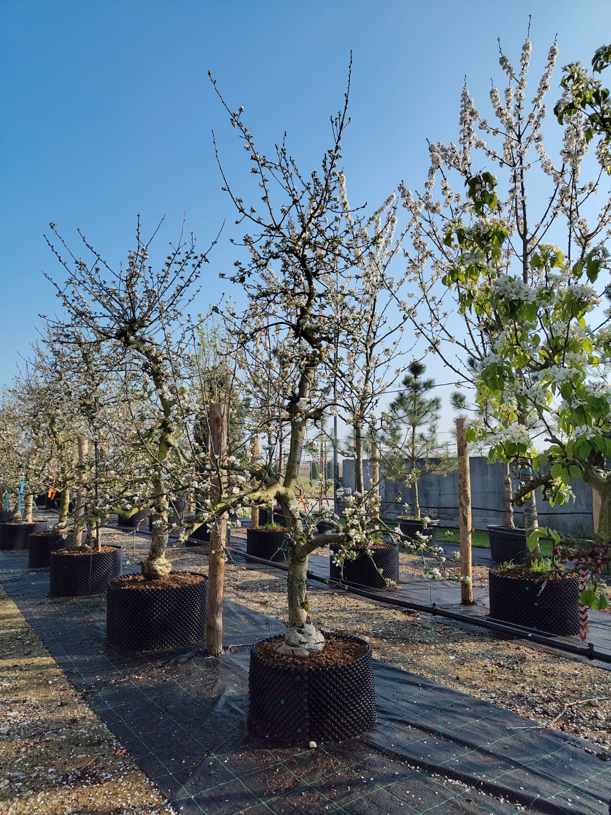 Appelboom 'Goudreinet' | Laagstam