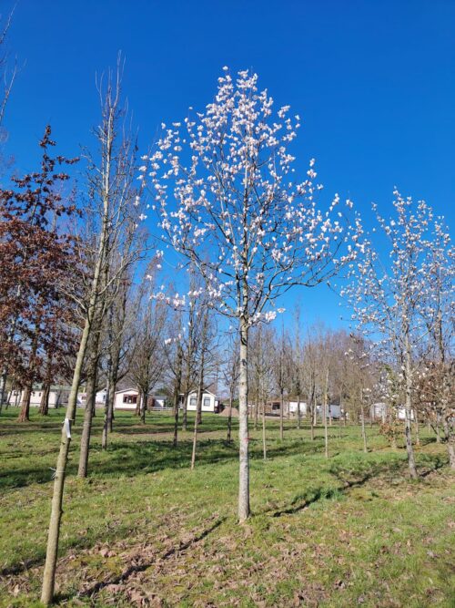 Japanse magnolia | Hoogstam
