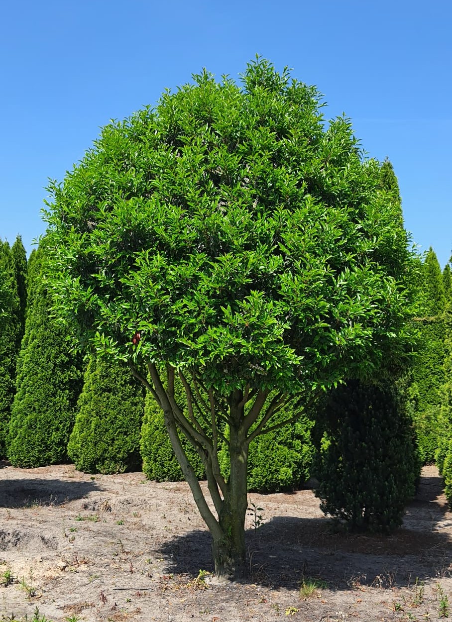 Portugese laurierkers | Meerstammig