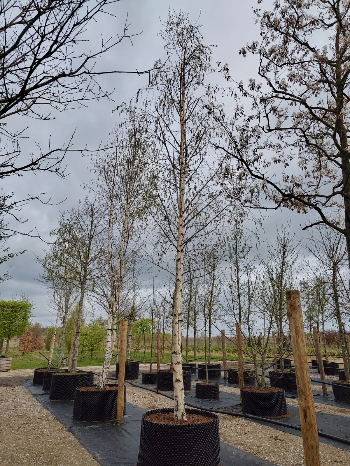 Ruwe berk | Hoogstam