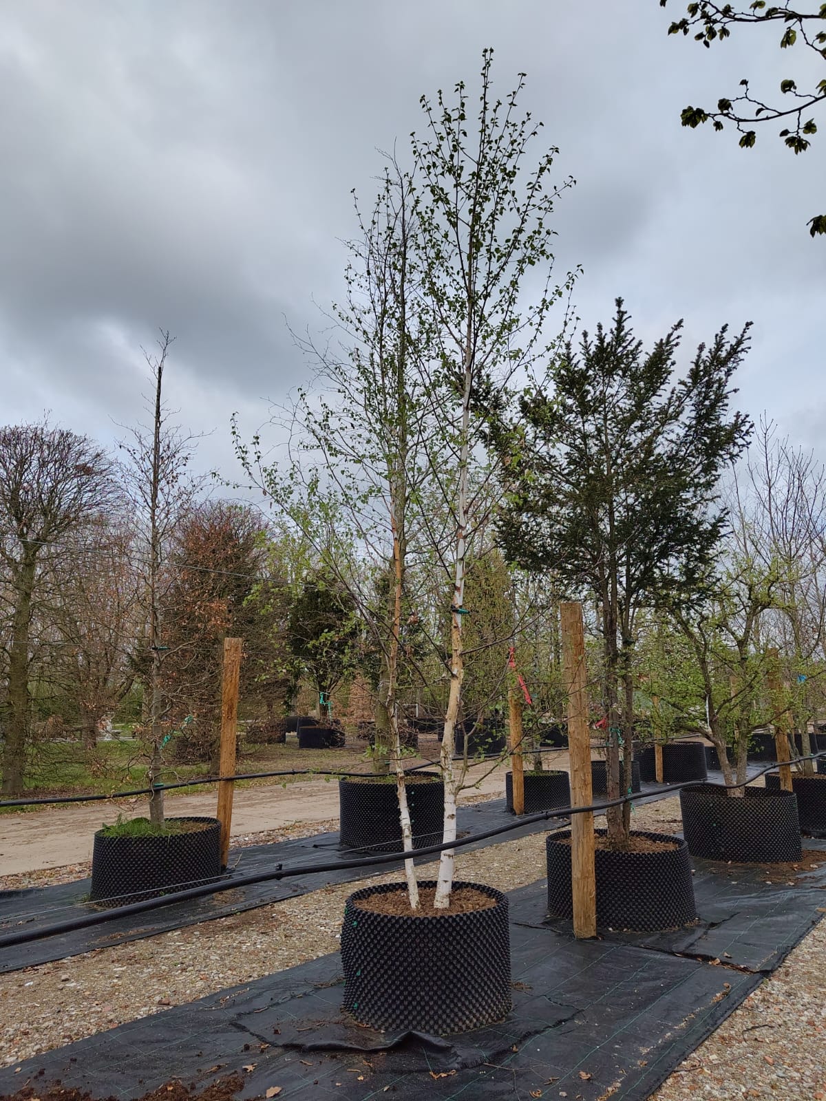 Ruwe berk | Meerstammig