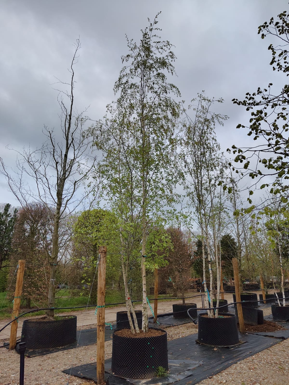 Ruwe berk | Meerstammig