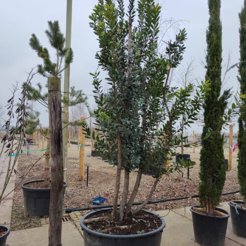 Aardbeiboom | Meerstammig