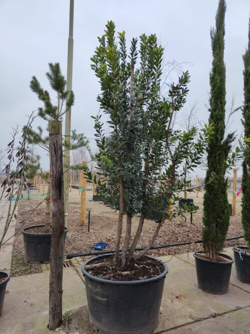 Aardbeiboom meerstammig 250-300cm Aardbeiboom | Meerstammig