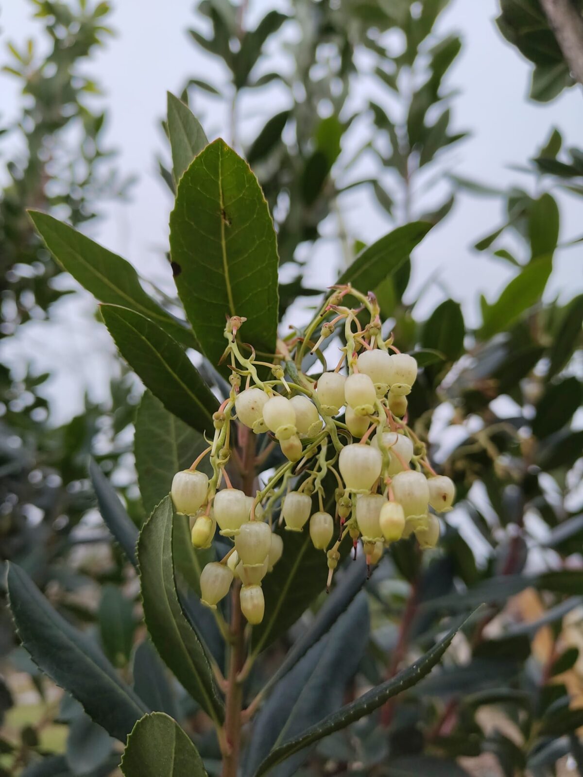 Aardbeiboom | Meerstammig