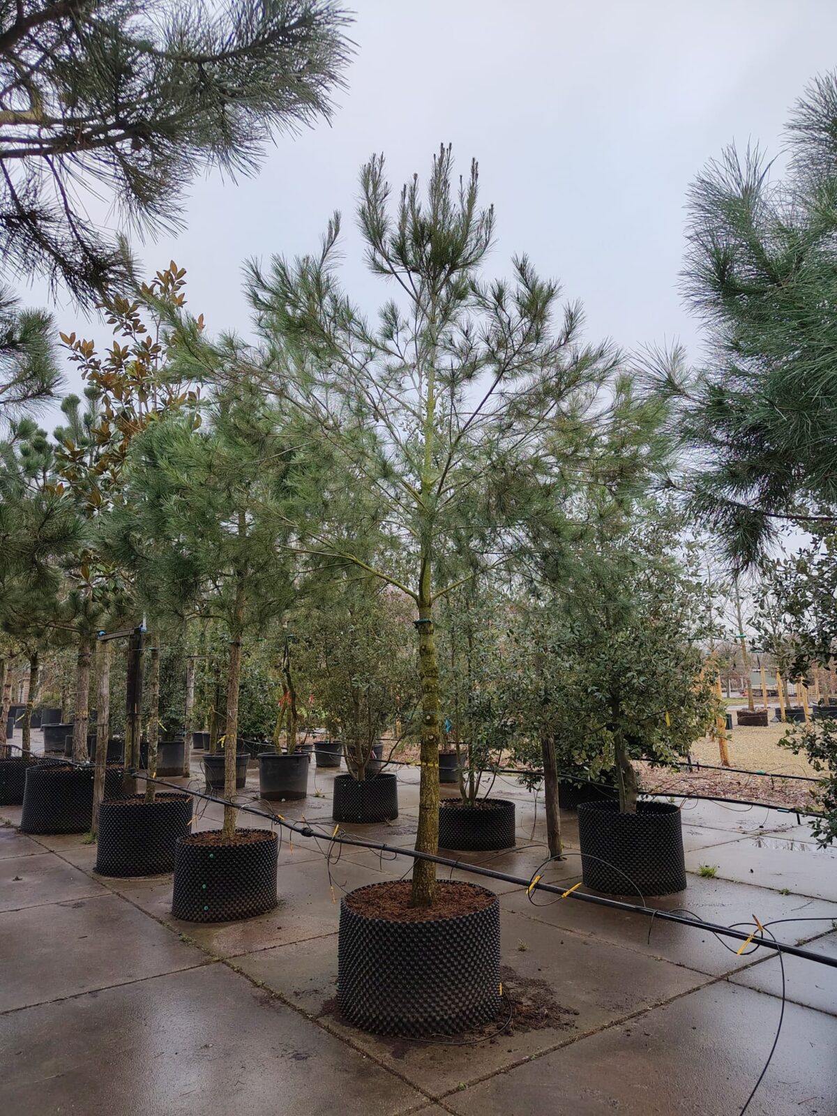 Aleppo-den | Hoogstam