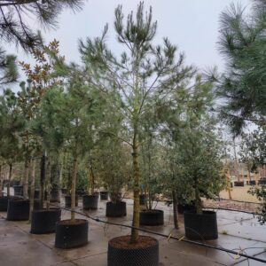 Aleppo-den | Hoogstam