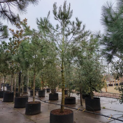 Aleppo-den | Hoogstam