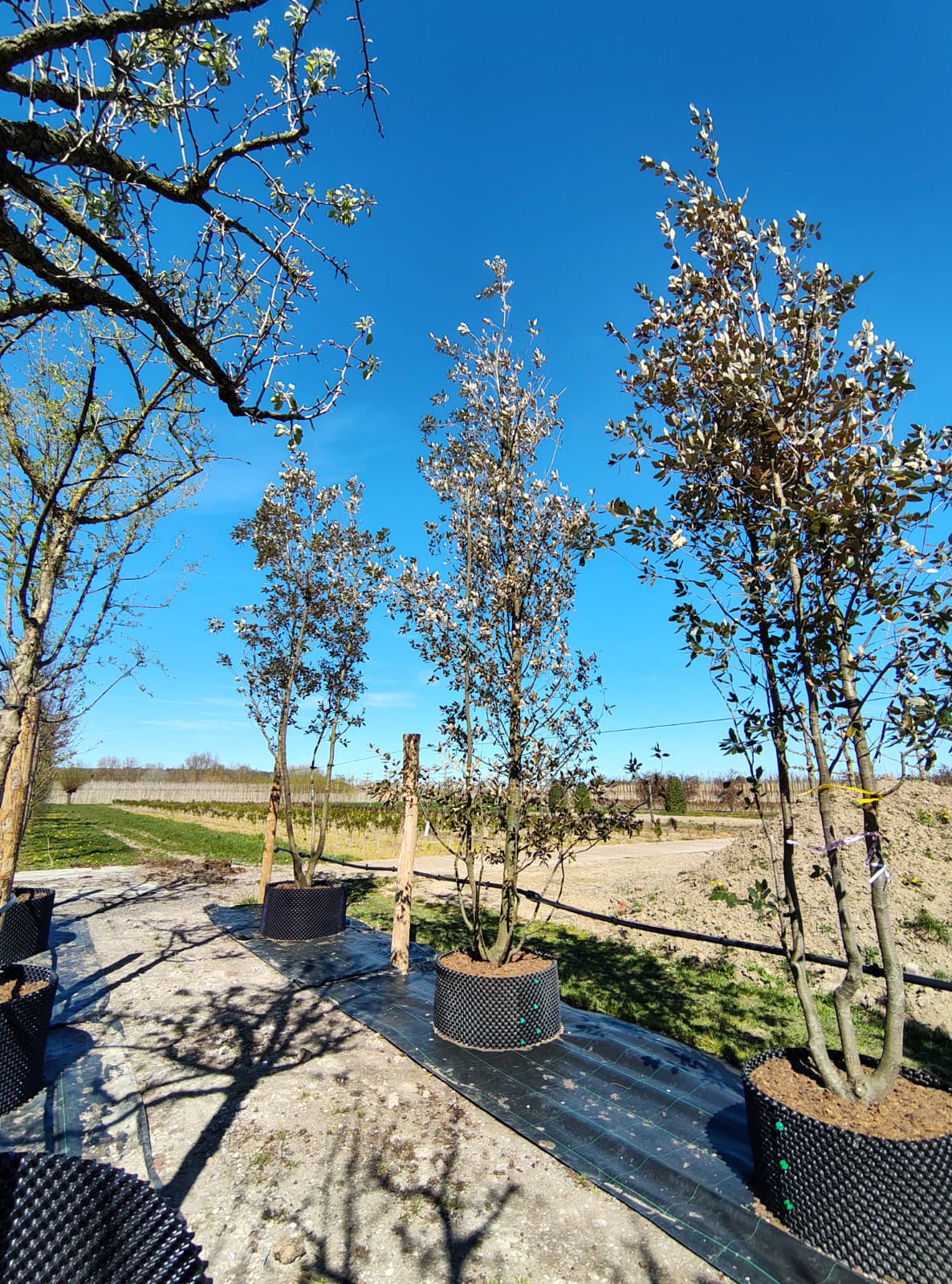 Steeneik | Meerstammig