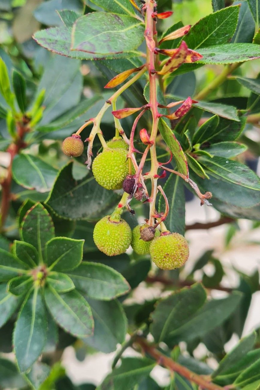 Aardbeiboom | Meerstammig