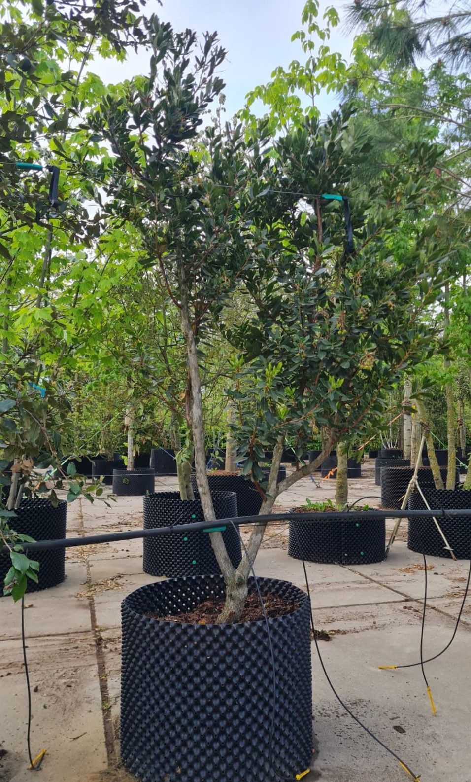 Aardbeiboom | Meerstammig