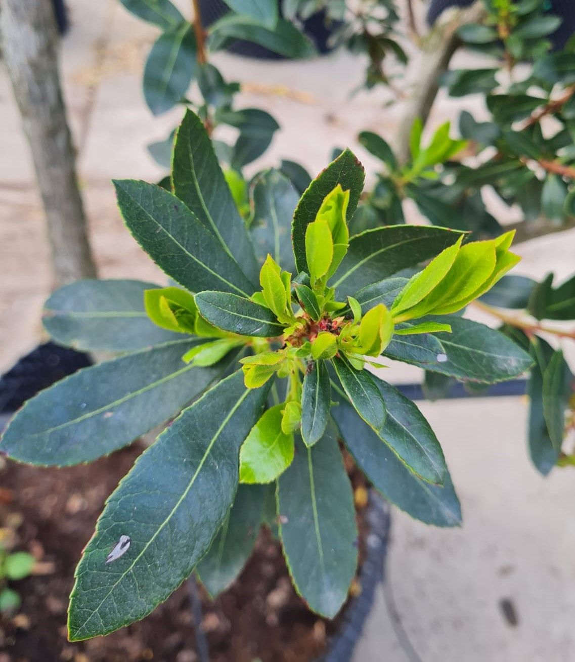 Aardbeiboom | Meerstammig