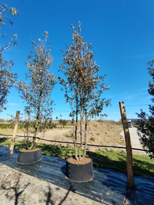 Steeneik | Meerstammig