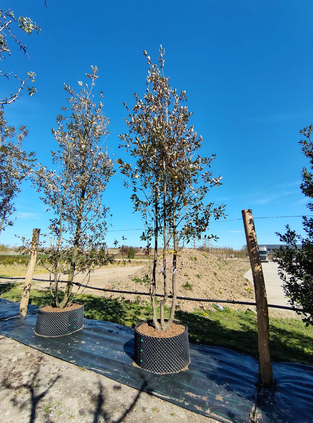 Steeneik | Meerstammig