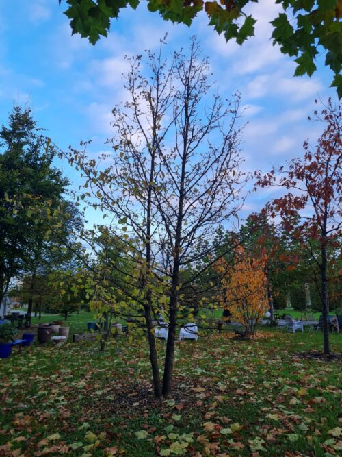 Boomhazelaar | Meerstammig