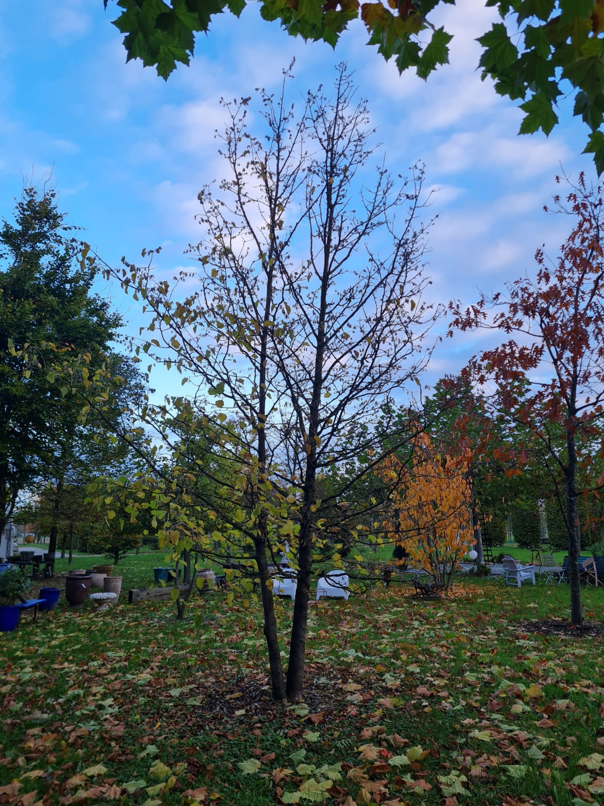 Boomhazelaar | Meerstammig