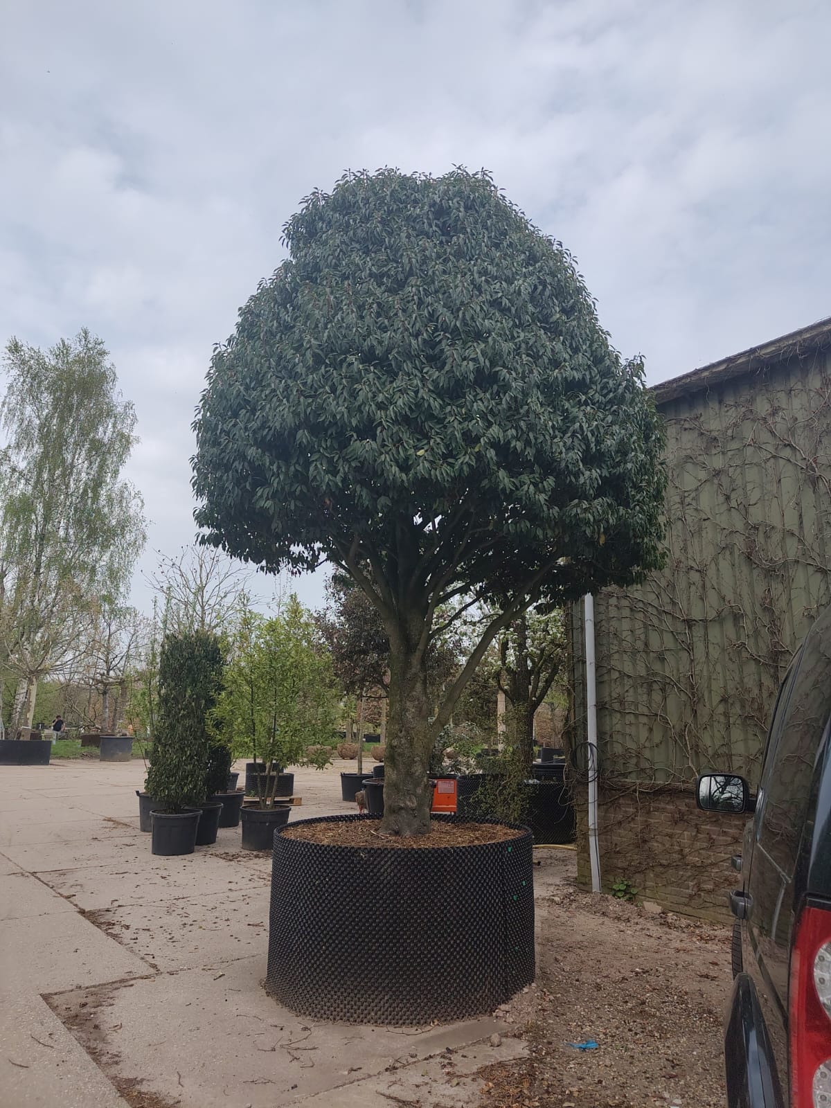 Portugese laurierkers | Meerstammig