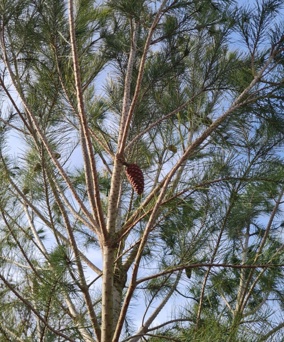 Aleppo-den | Hoogstam