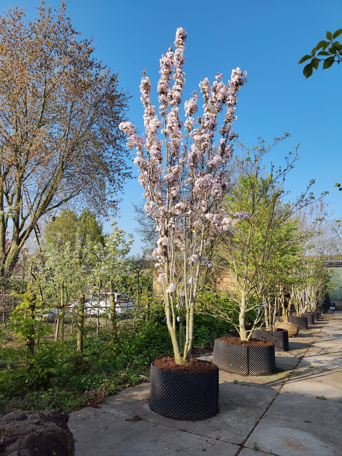 Zuilvormige Sierkers 'Amanogawa' | Meerstammig