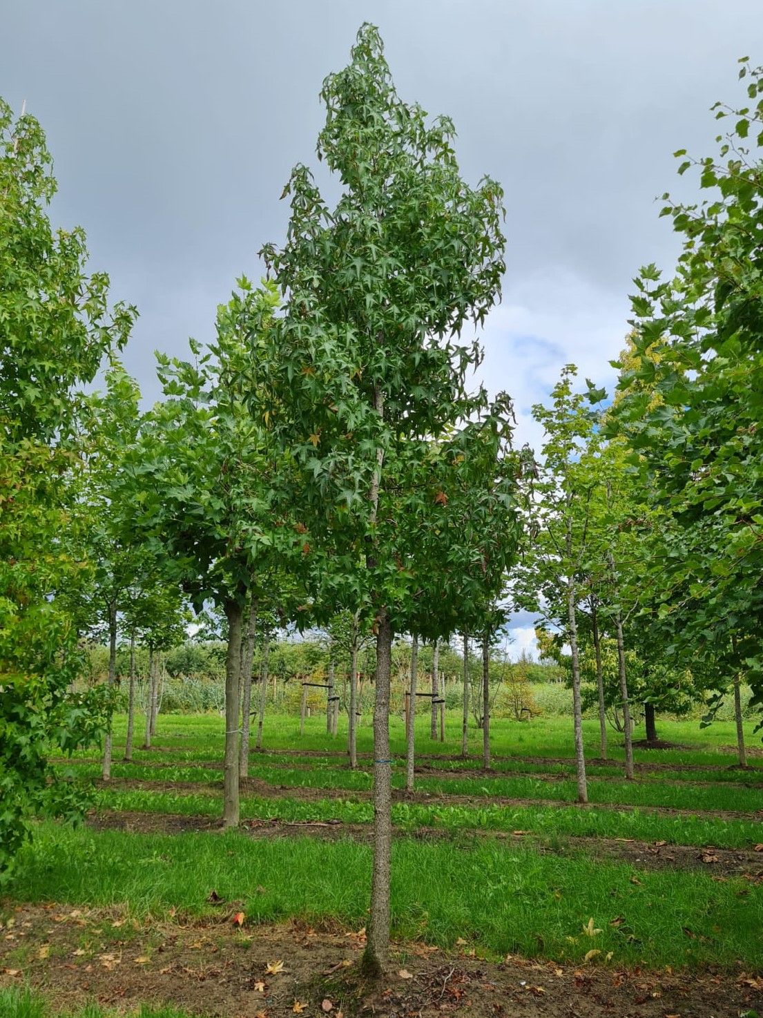 Jonge Amberboom | Hoogstam