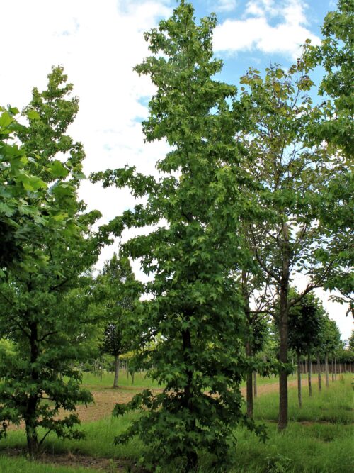 amberboom Amberboom | Laagstam