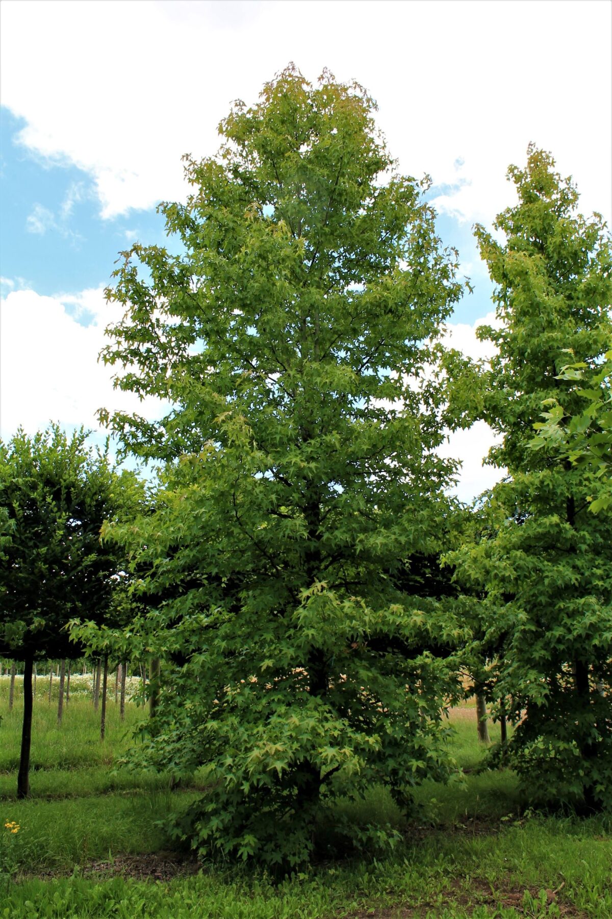 Jonge Amberboom | Laagstam