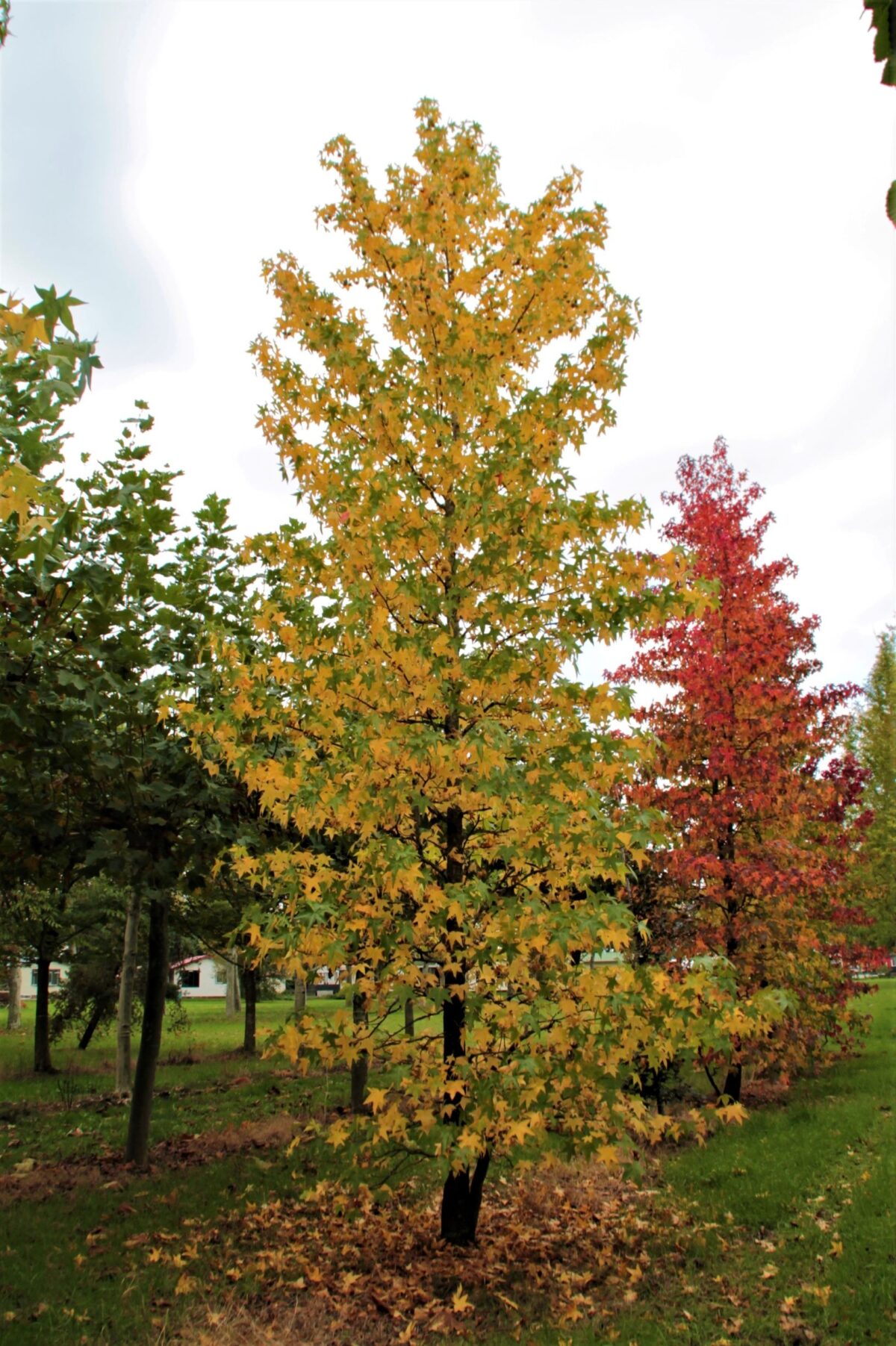 Jonge Amberboom | Laagstam