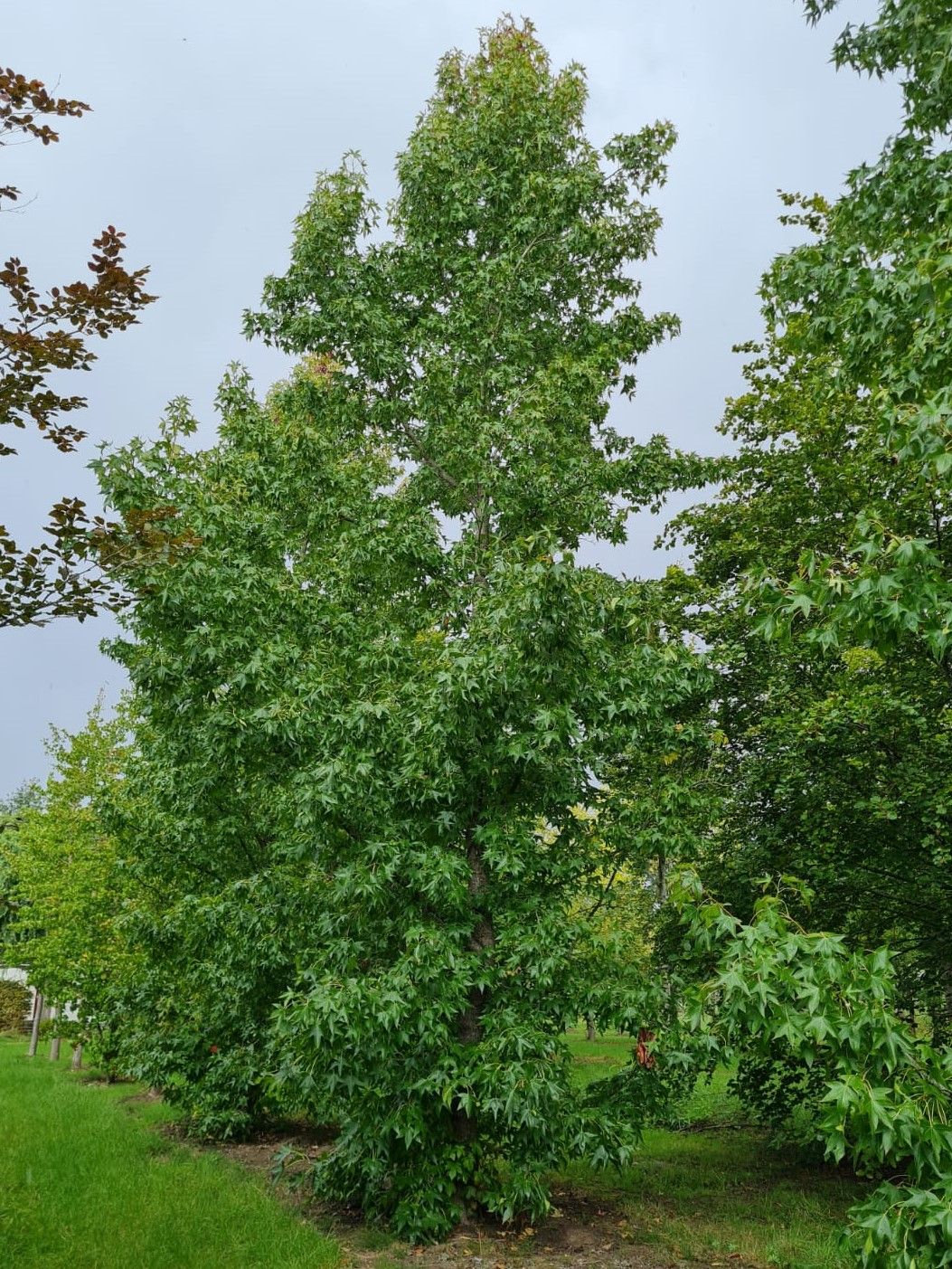 Jonge Amberboom | Laagstam