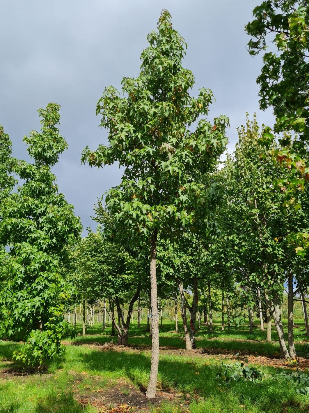 Jonge Amberboom | Hoogstam