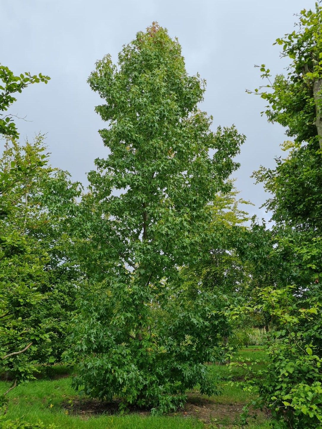 Jonge Amberboom | Laagstam