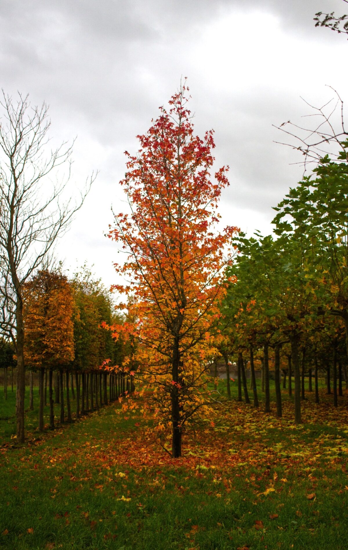 Amberboom | Laagstam