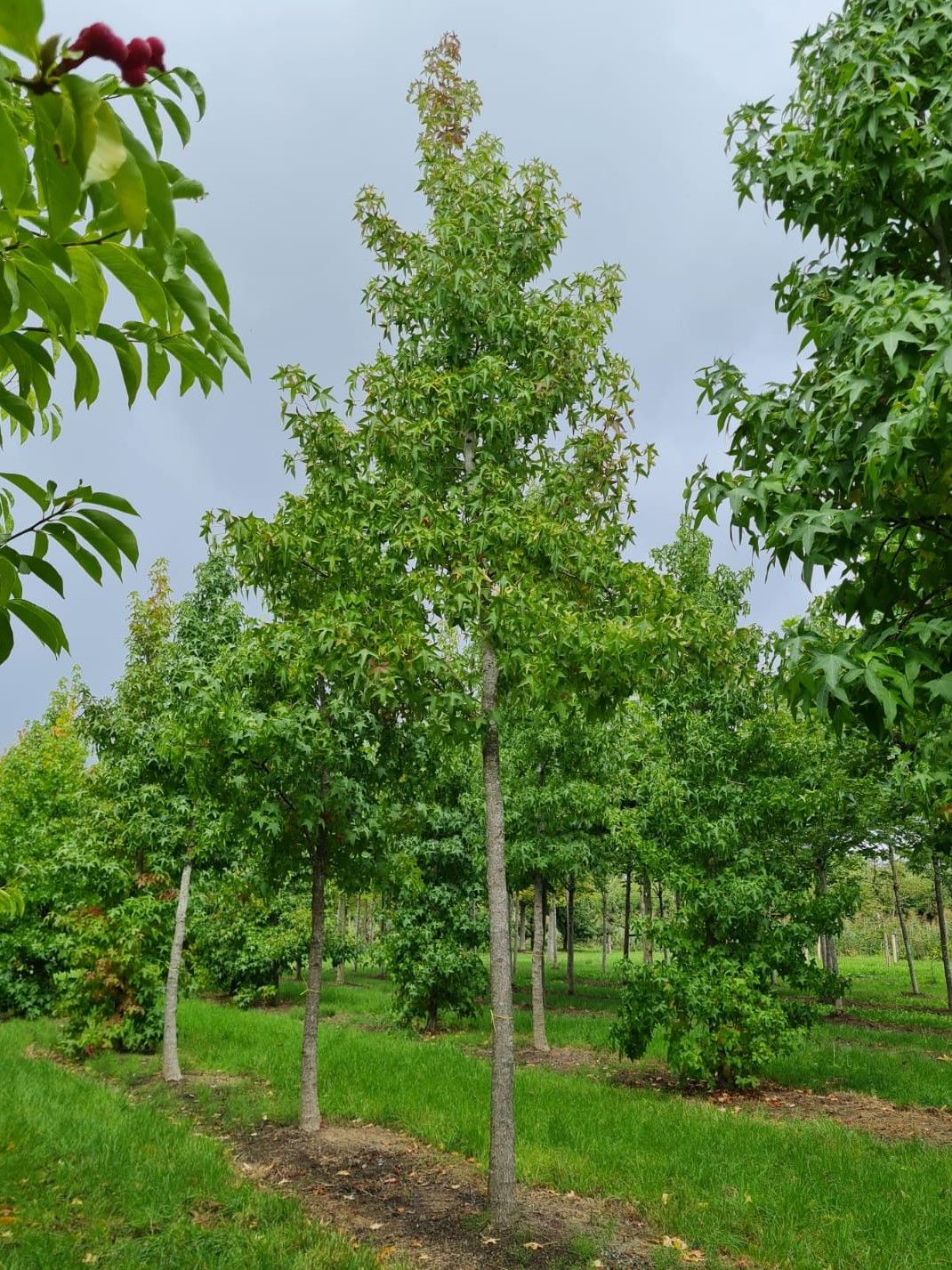 Jonge Amberboom | Hoogstam