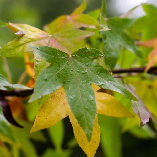 Jonge Amberboom 'Worplesdon' |Hoogstam