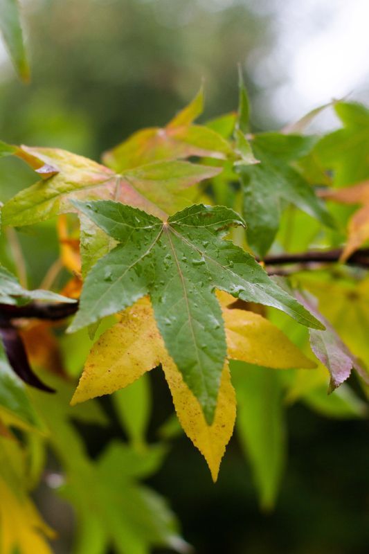 Jonge Amberboom 'Worplesdon' |Hoogstam