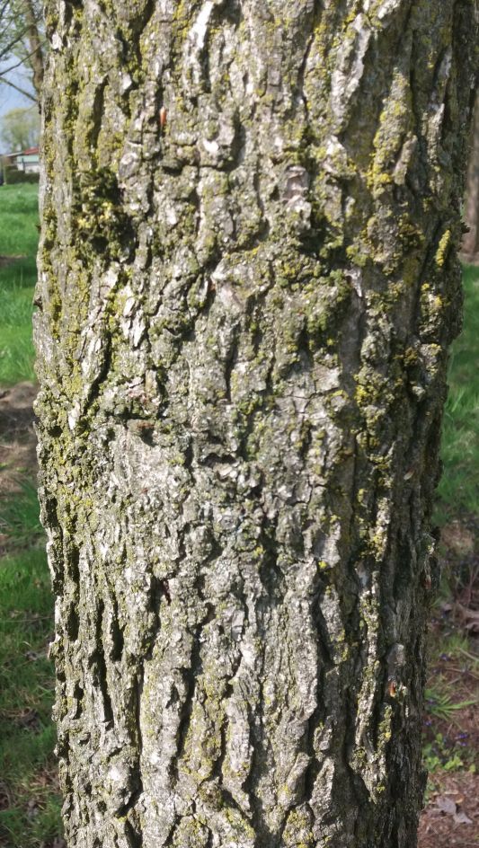 Jonge Amberboom 'Worplesdon' |Hoogstam