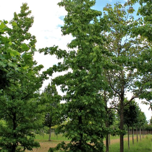 Volwassen Amberboom | Laagstam