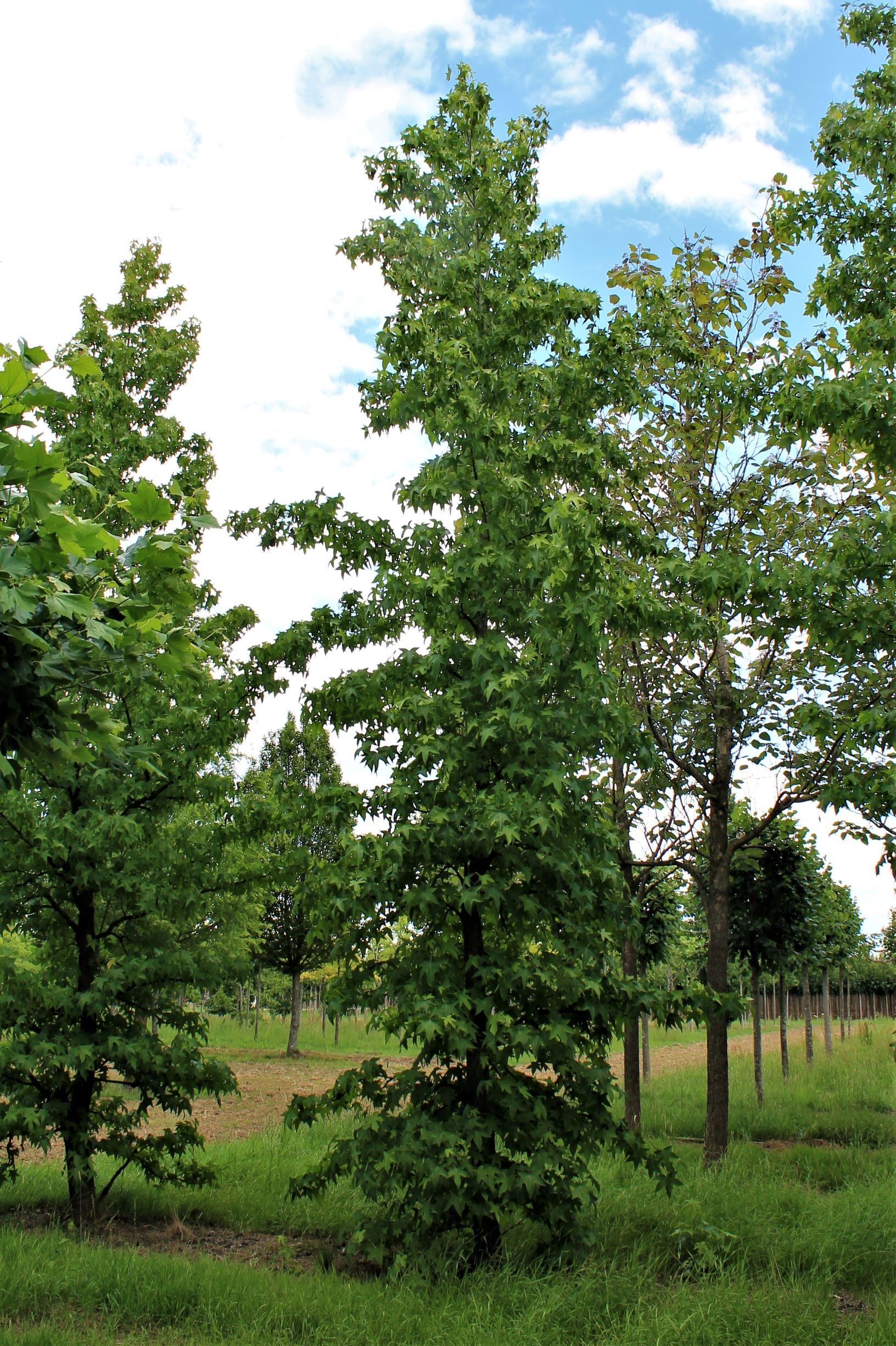 Volwassen Amberboom | Laagstam