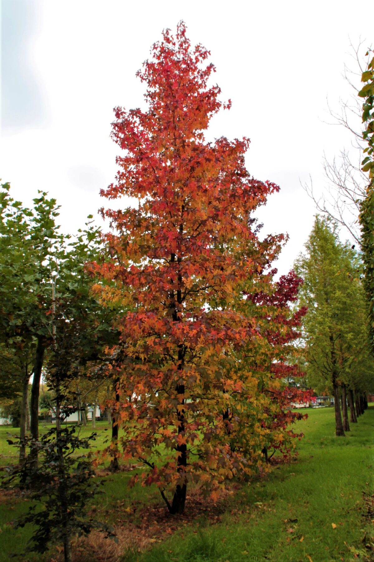 amberboom Volwassen Amberboom | Laagstam